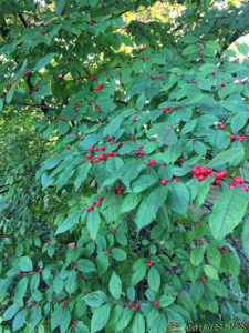 Winterberry Holly Berries Soon to be Eaten by our Feathered Friends