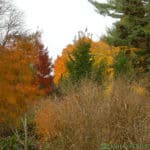 Fall Colors Orange, Yellow, and Red