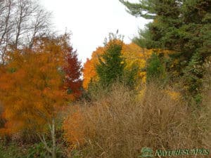 Fall Colors Orange, Yellow, and Red