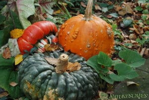 Decorative Gourds