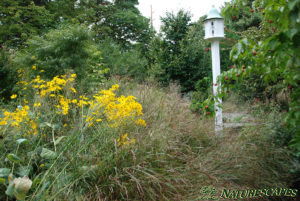 Black-Eyed Susan With Grasses