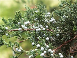 Juniper Berries