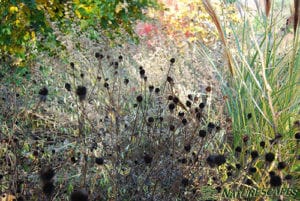 Coneflower seedheads 