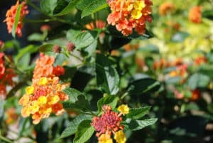 Blooms that Continue to Bloom in Fall