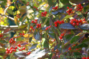 Dogwood Berries