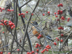 Winterberry Holly