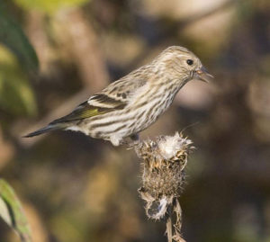 Bird Perched on a Seedhead