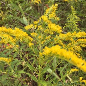 Goldenrod