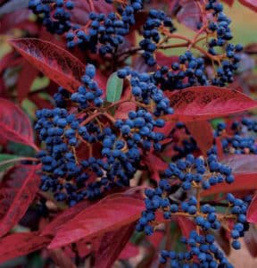 Viburnum Nudum Winterthur Berries