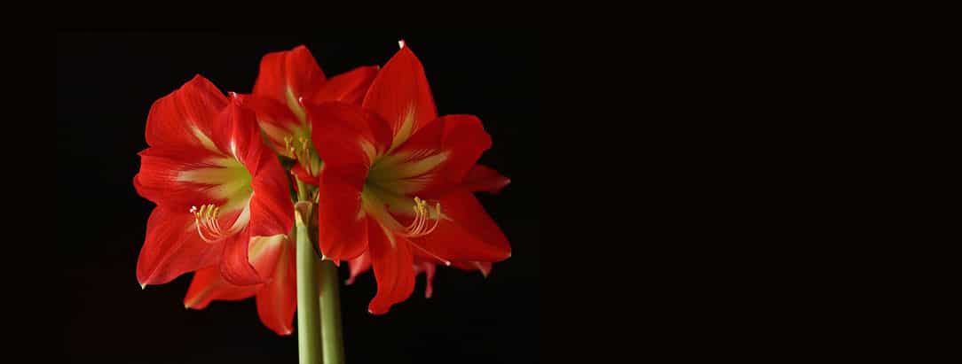 Amaryllis christmas decoration