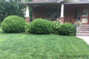 Before. These bushes had been sheered into perfect balls for many years.