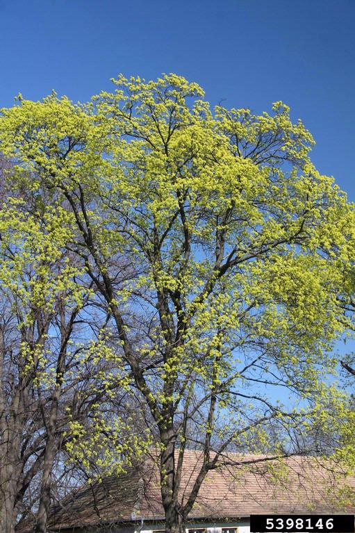 Norway Maple