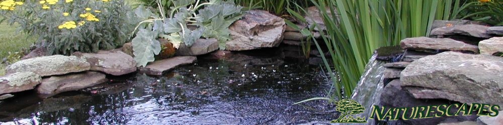 Water garden, pond, and waterfall by Naturescapes