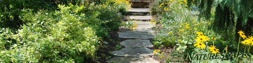 Flagstone walkway surrounded by garden design