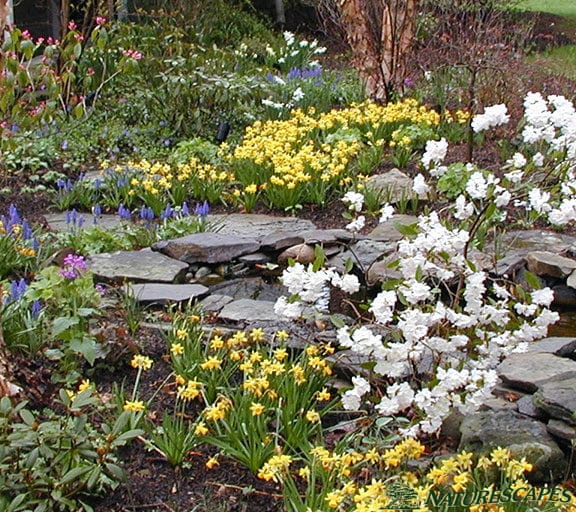 Pond in Paoli