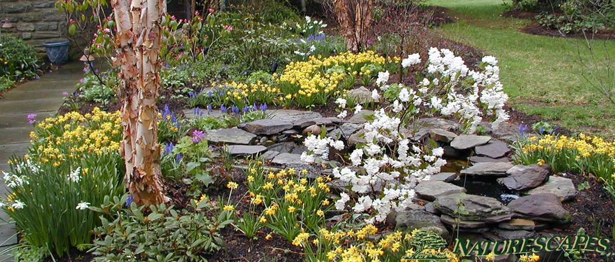 Pond in Paoli