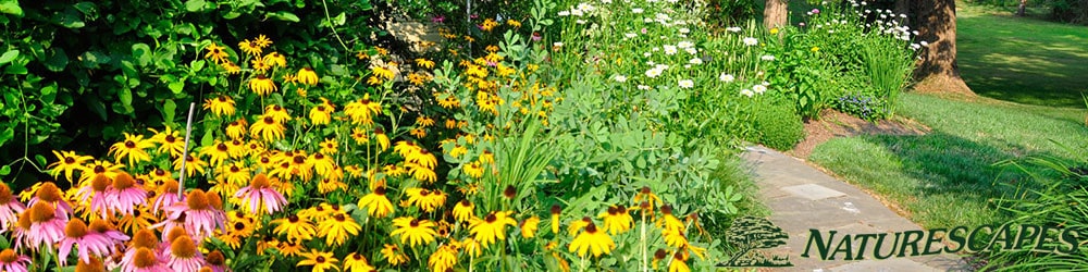 Garden and Walkway