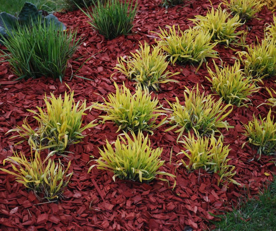 dyed mulch