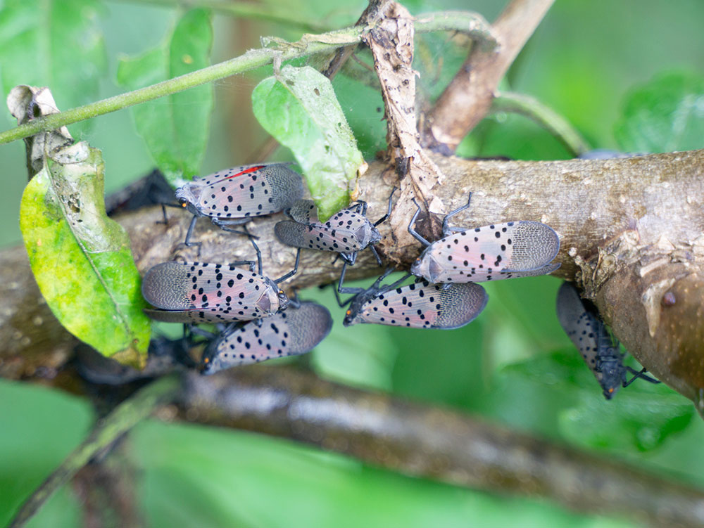 spotted lanternflies on a stick with their wings shut