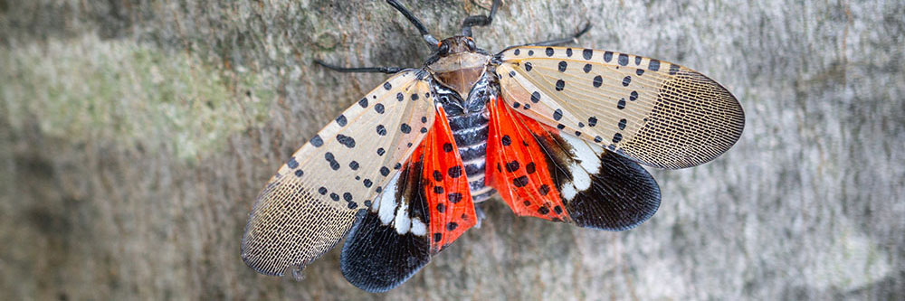 spotted lanternfly banner image