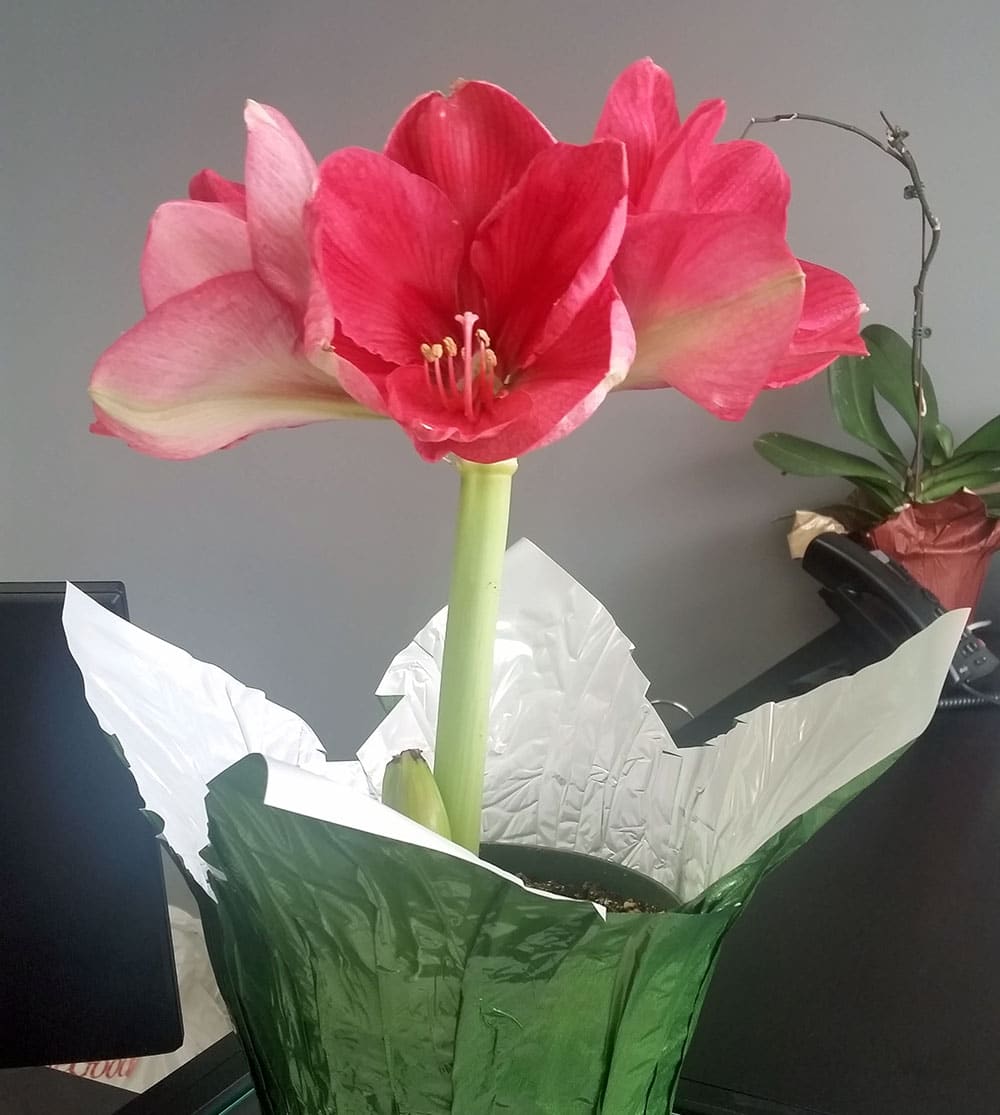 Your Guide for YearRound Amaryllis Care Naturescapes