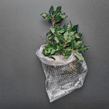 bubble-wrap-plant