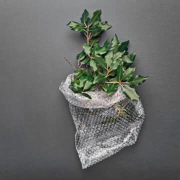 bubble-wrap-plant