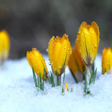 winter flowers
