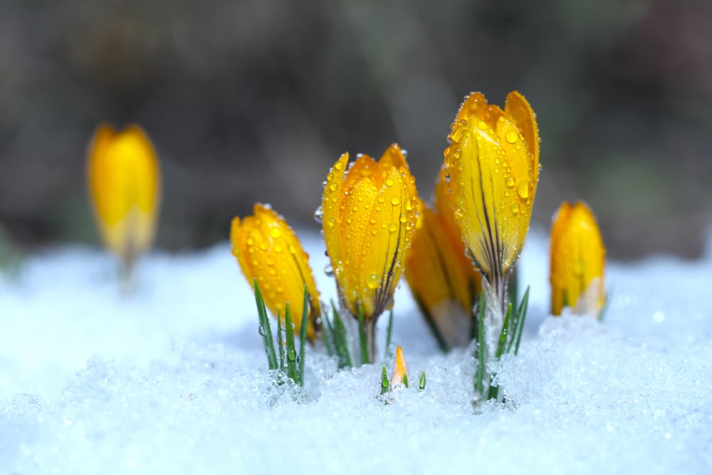 winter flowers