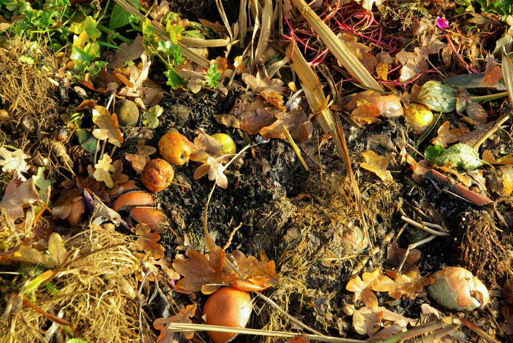 composting yard and kitchen scraps