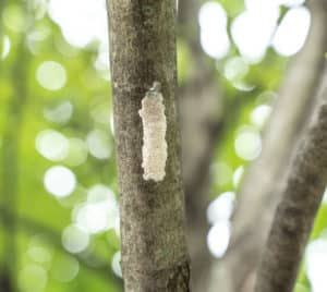 lanternfly eggs