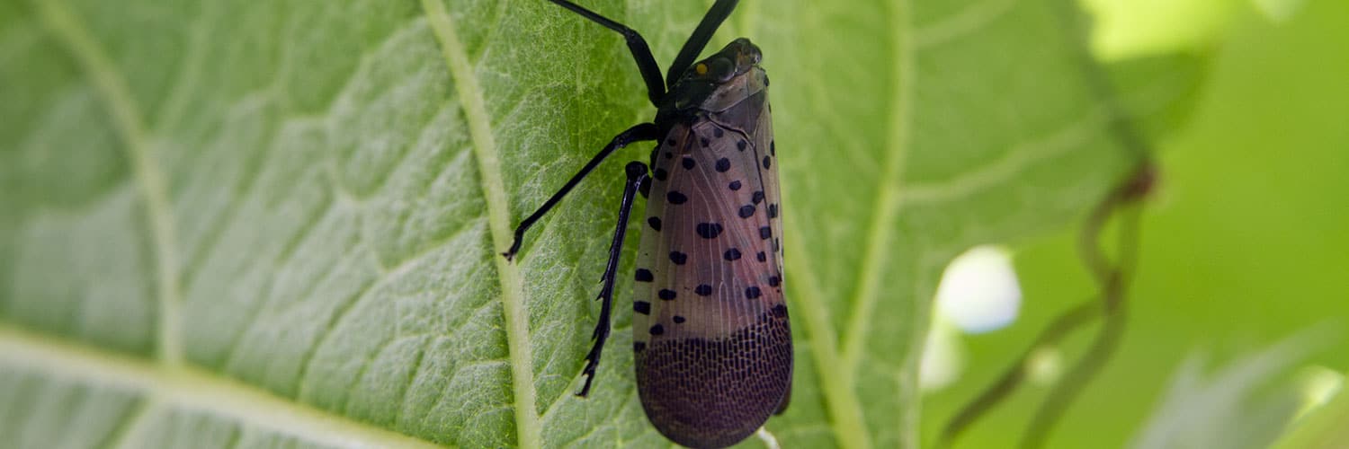 spotted lantern fly and how to get rid of them