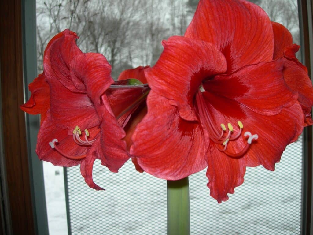 Round Amaryllis Care