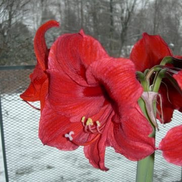 Amaryllis