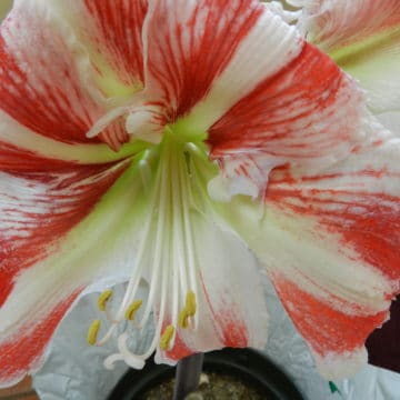 Amaryllis