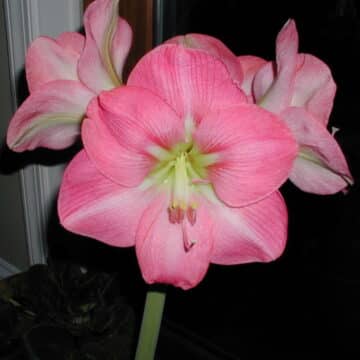 Amaryllis