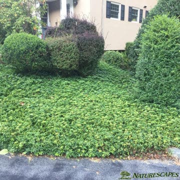 Shrubs in front of house