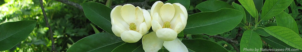 Magnolia