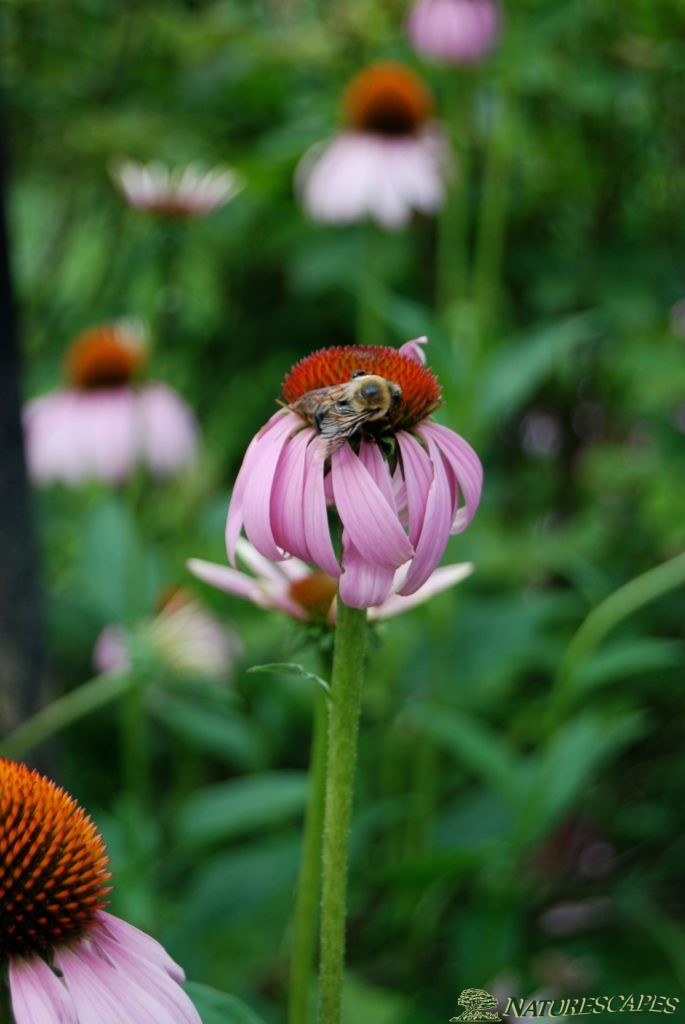 coneflower bee