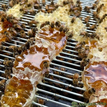 Bees clean up honey after hive inspection