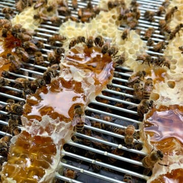 Bees clean up honey after hive inspection