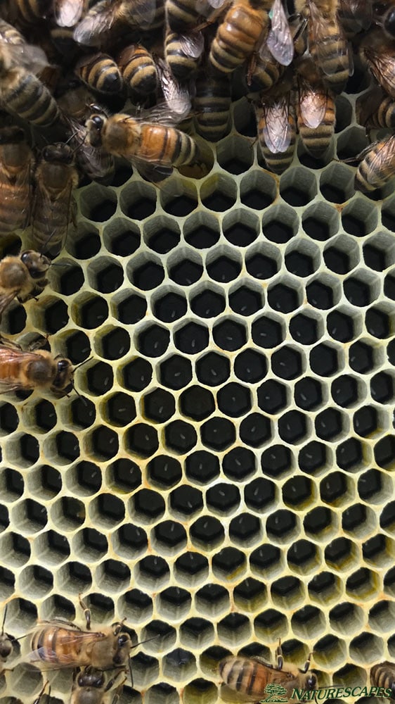 Freshly Laid Honey Bee Eggs