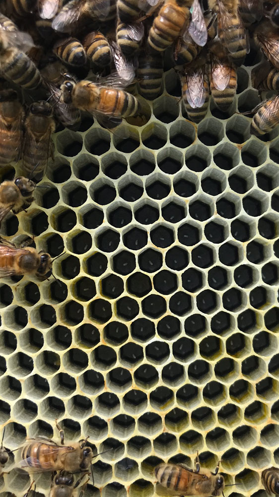 Freshly Laid Honey Bee Eggs