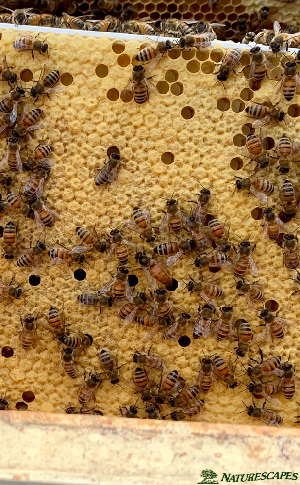 Middle (Long body) a Queen bee checks on her brood (babies)