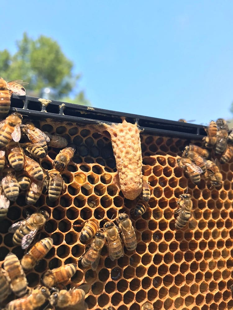 Peanut shape New Queen Bee yet to emerge