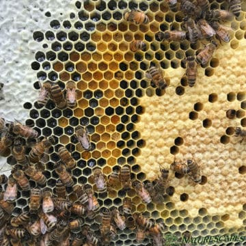 Wax capped honey (top left)- Bee pollen (middle) - Capped brood [baby bees] (bottom right)