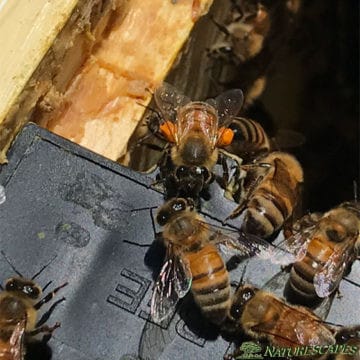 Worker Bee brings in Orange Pollen on sacks on rear legs