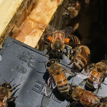 Worker Bee brings in Orange Pollen on sacks on rear legs