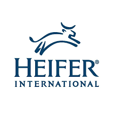 heifer