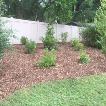 Bush Garden